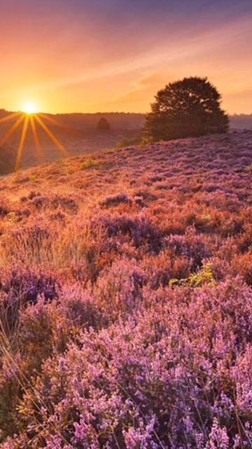 Boutique Chalet Veluwe Пюттен Экстерьер фото